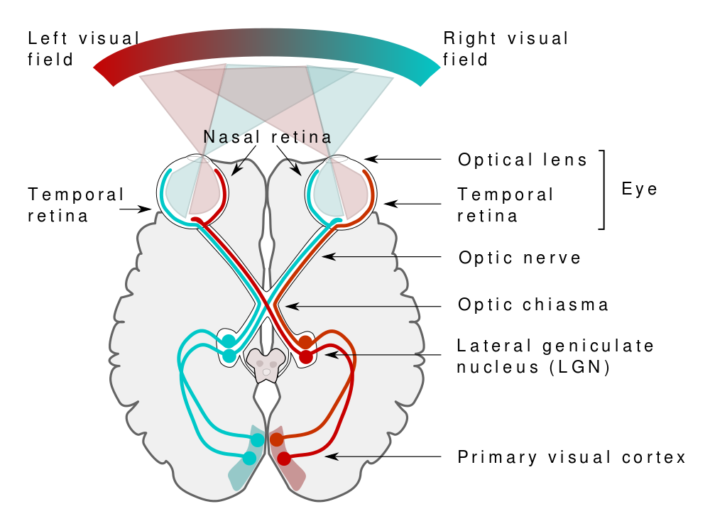 A simplified schema of the human visual pathway by Miquel Perello Nieto, courtesy of WikiCommons, Creative Commons 4.0 license